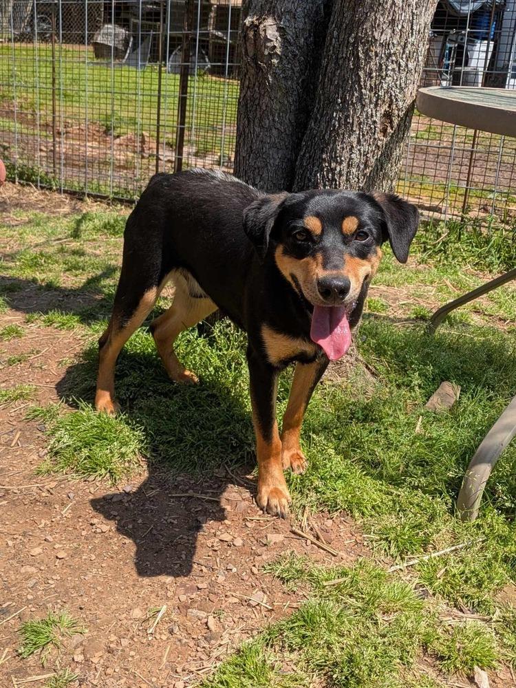 Chad, Adoptable, Puppy Male Hound.