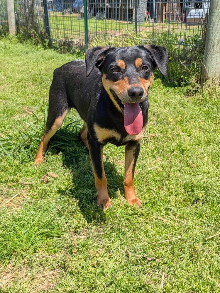 Chad, a Adoptable mixed breed in Dover, AR image 3/6