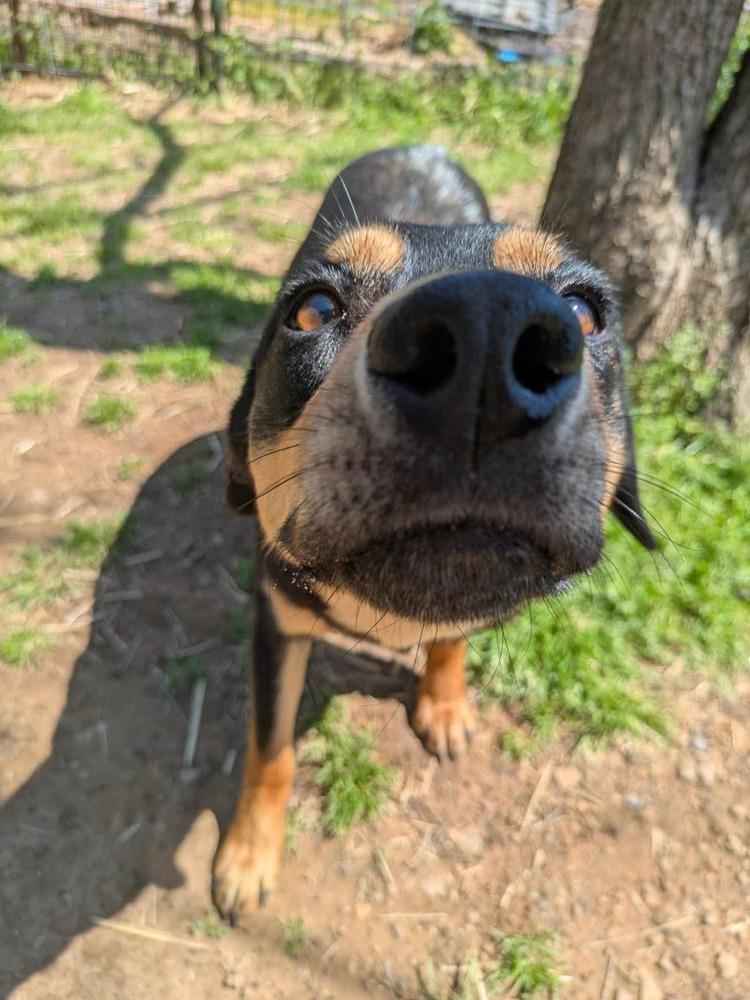 Chad, a Adoptable mixed breed in Dover, AR image 6/6