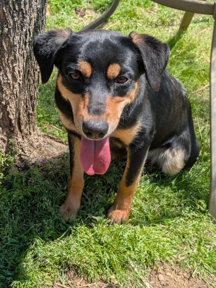 Chad, a Adoptable mixed breed in Dover, AR image 5/6