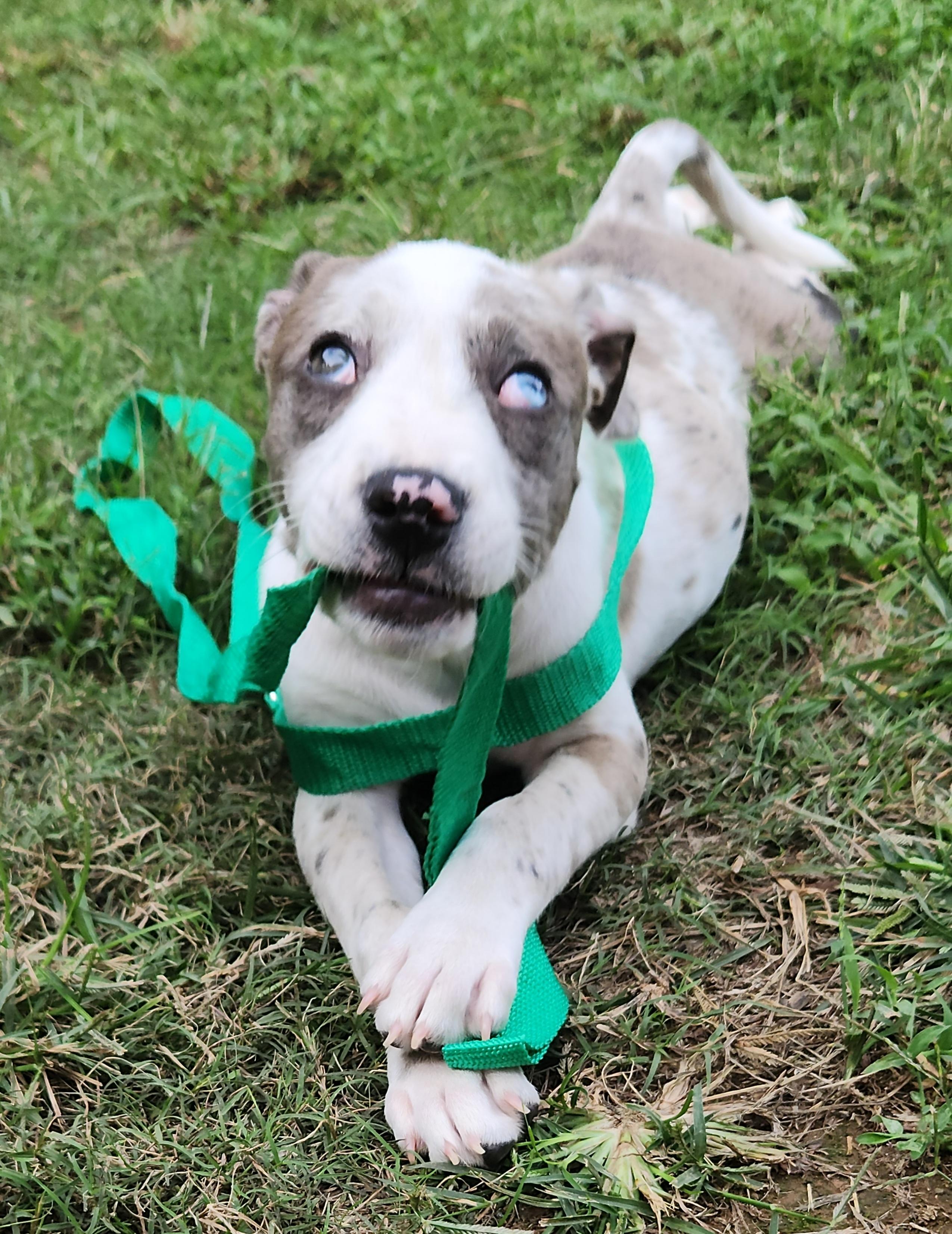 Enlarge Astrid, a Adopted Catahoula Leopard Dog in Flintstone, GA image 6/6