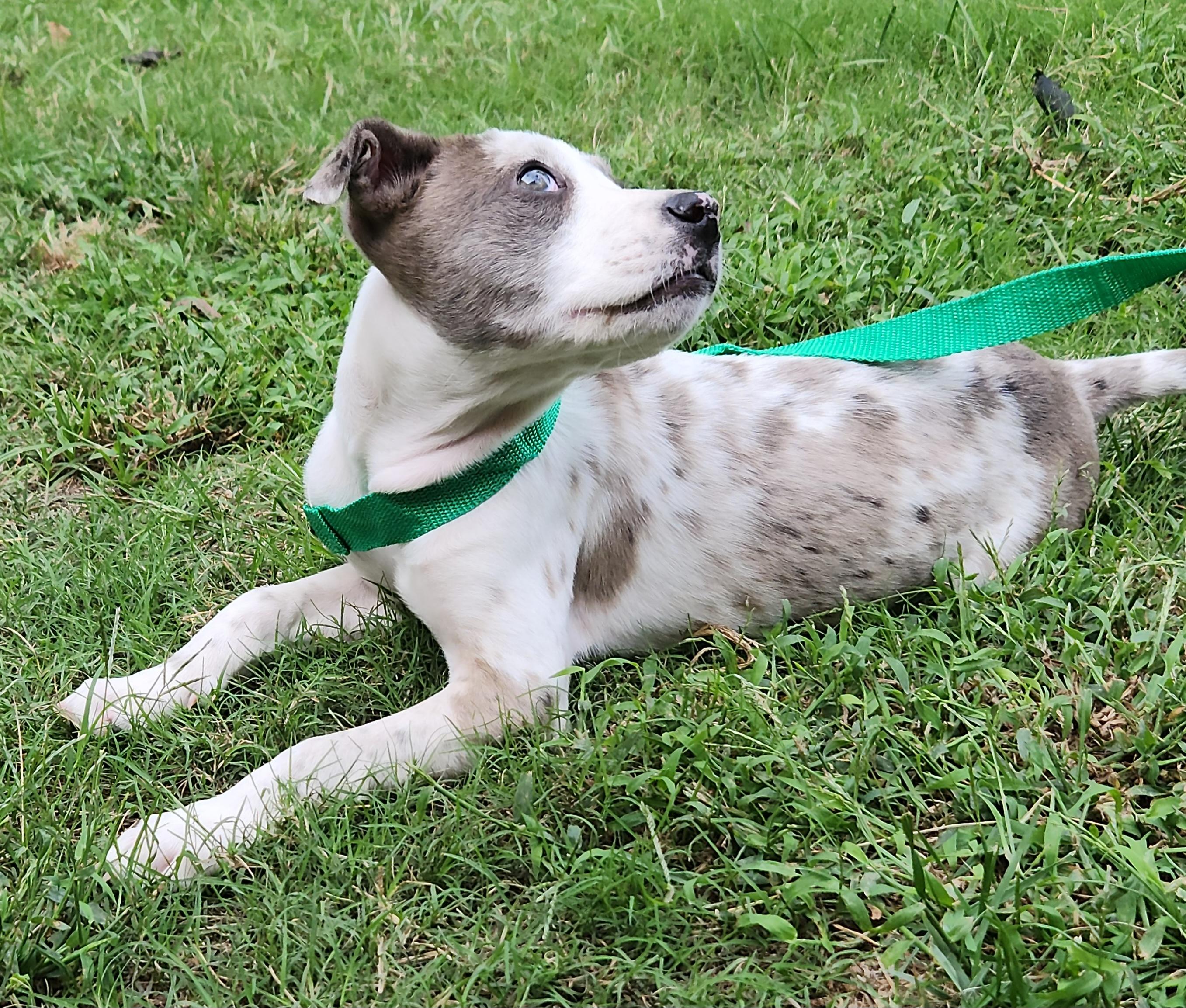 Enlarge Astrid, a Adopted Catahoula Leopard Dog in Flintstone, GA image 3/6