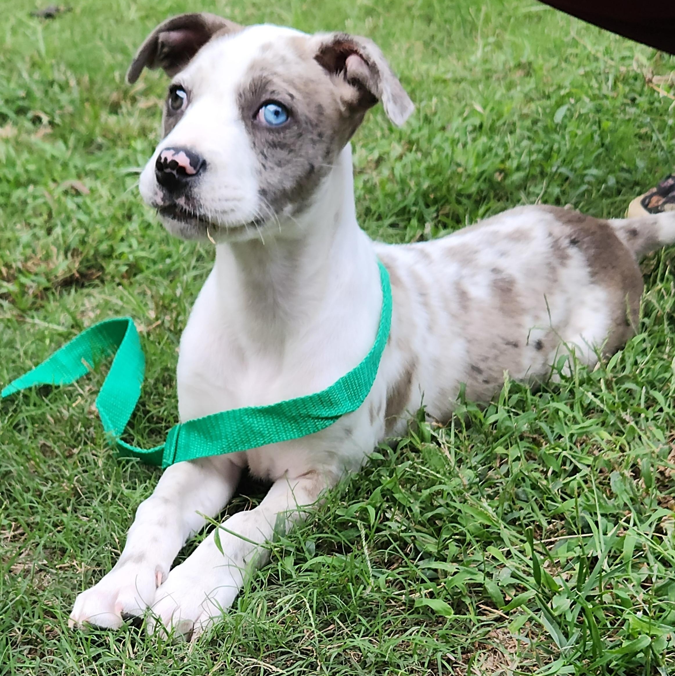 Enlarge Astrid, a Adopted Catahoula Leopard Dog in Flintstone, GA image 2/6