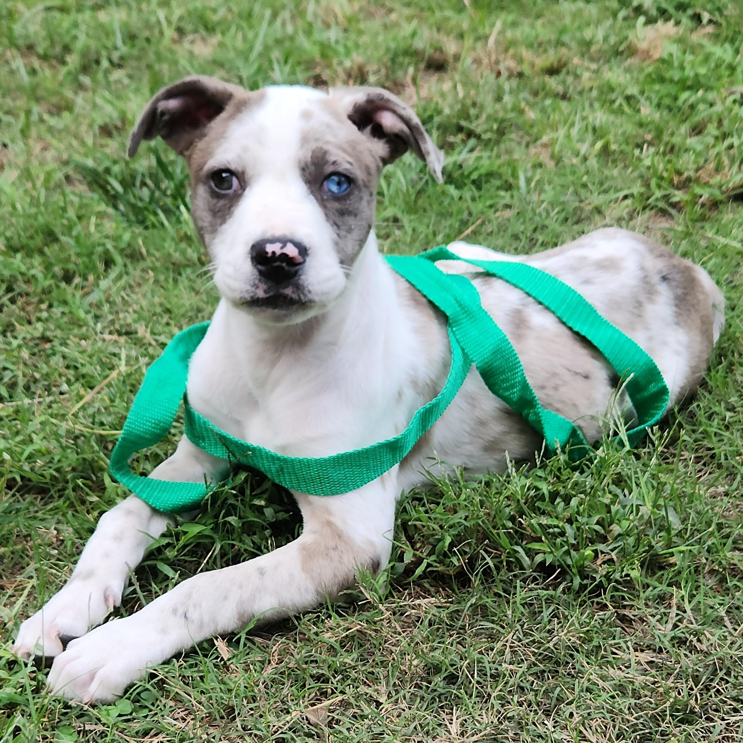 Astrid, Adopted, Puppy Female Catahoula Leopard Dog.