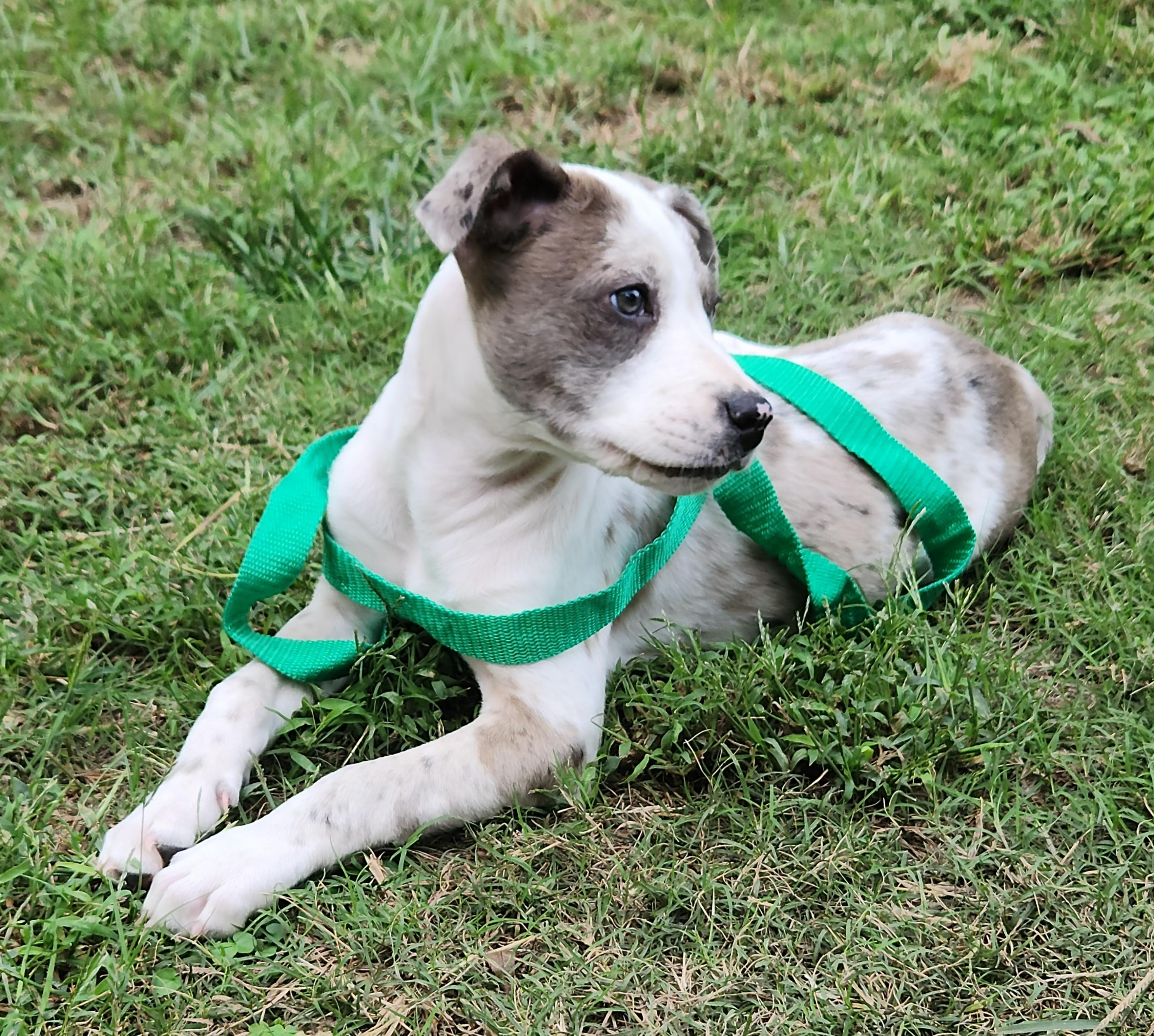 Enlarge Astrid, a Adopted Catahoula Leopard Dog in Flintstone, GA image 5/6