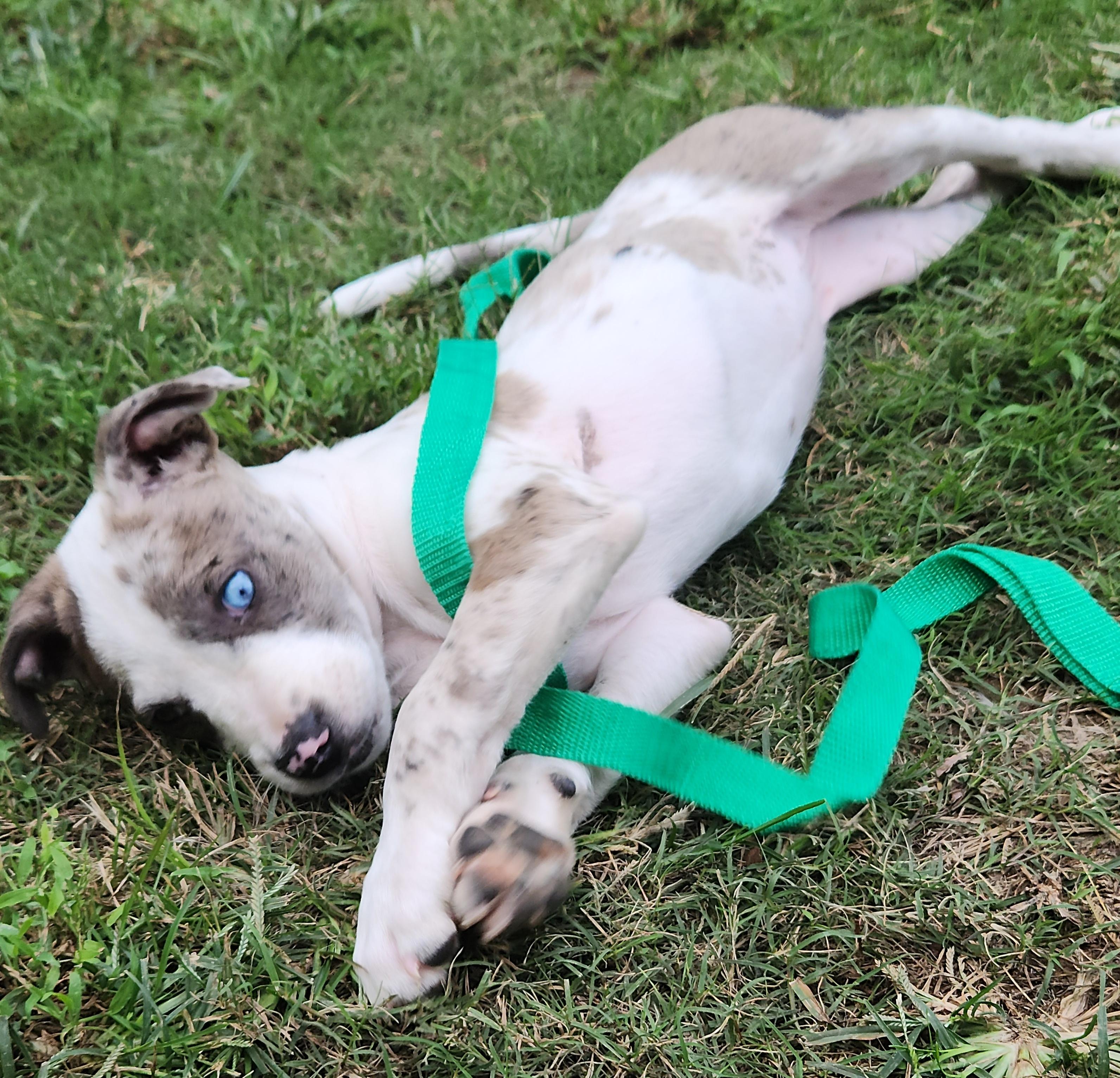 Enlarge Astrid, a Adopted Catahoula Leopard Dog in Flintstone, GA image 4/6