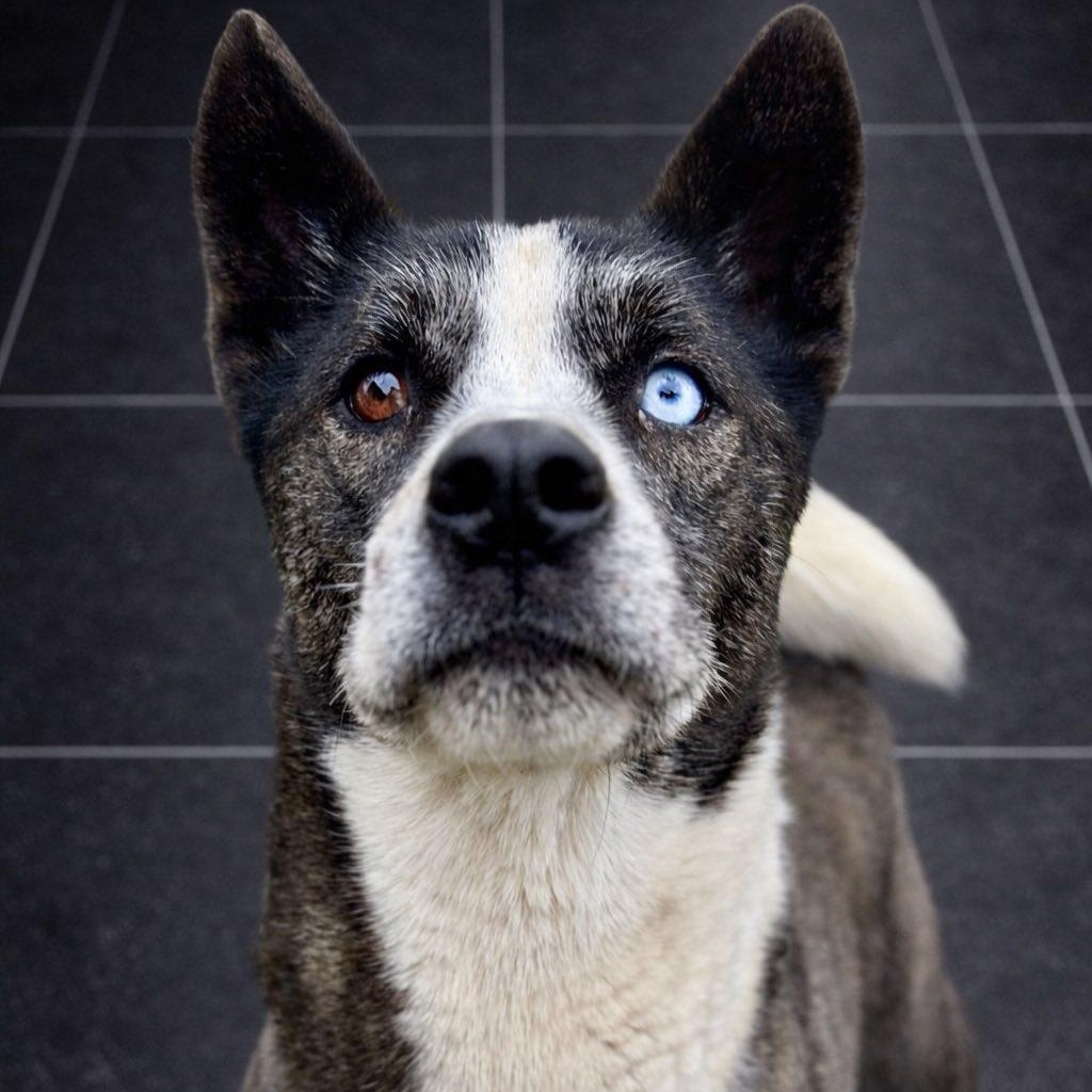 Darwin, ADOPTABLE, Adult Male Akita.