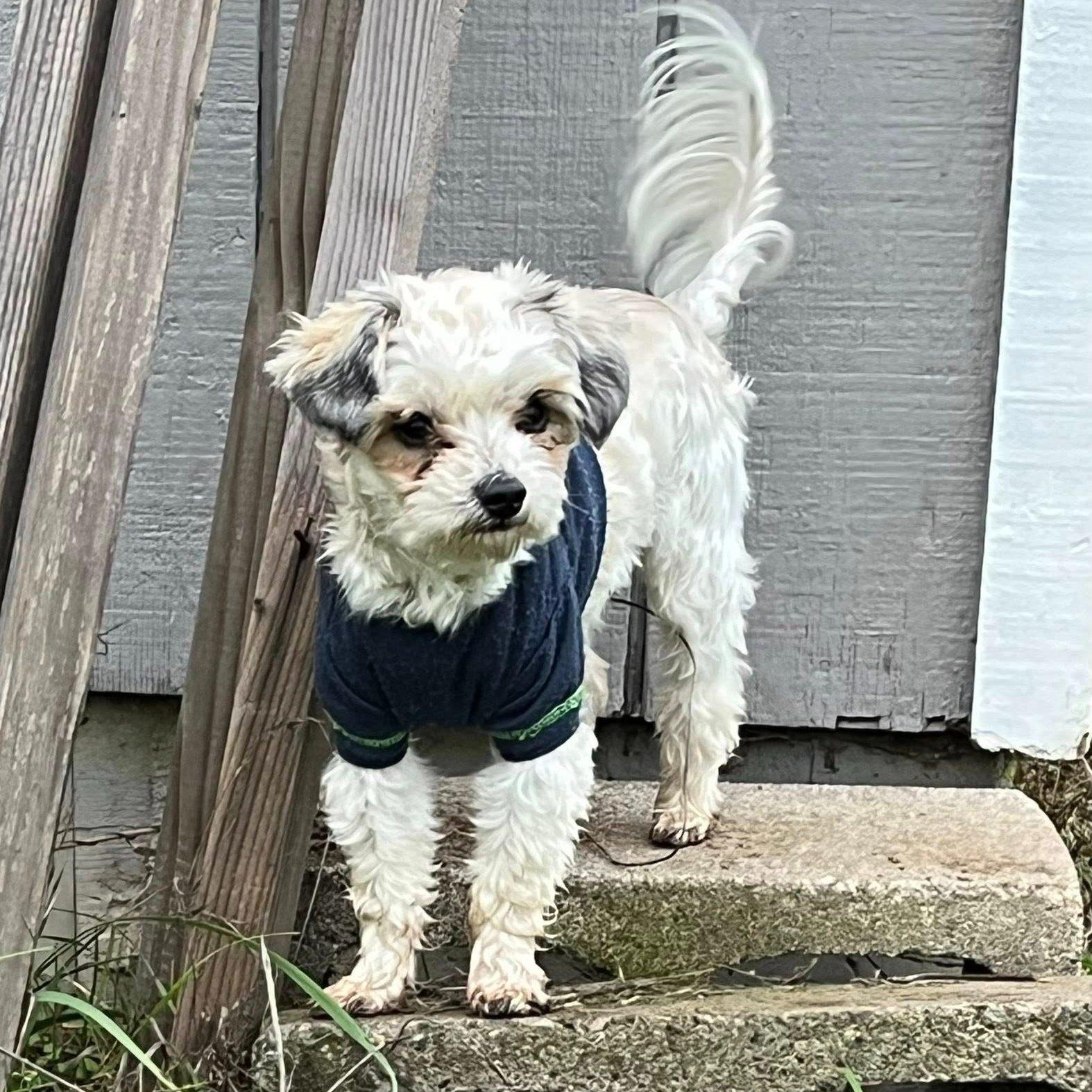 Griffin, Adoptable, Young Male Miniature Poodle.