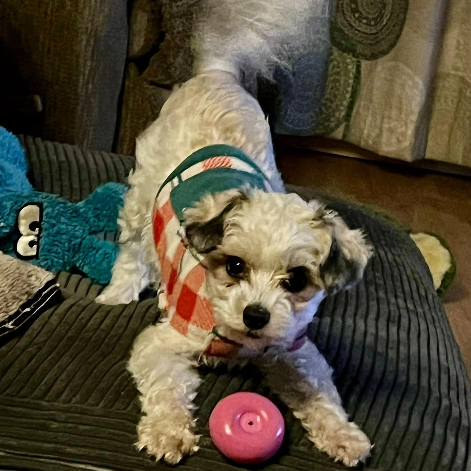 Enlarge Griffin, a Adoptable mixed breed in Eugene, OR image 2/3