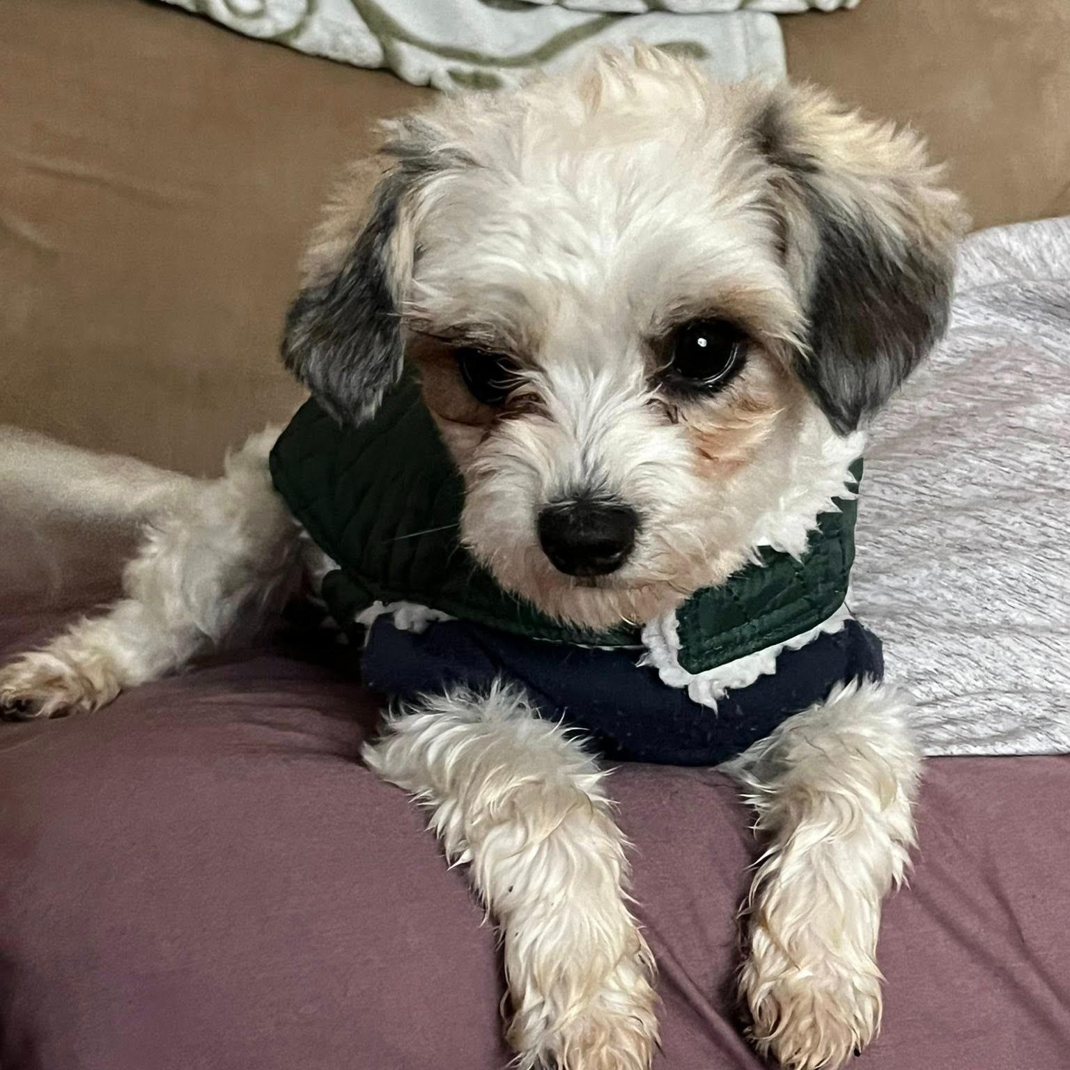 Enlarge Griffin, a Adoptable mixed breed in Eugene, OR image 3/3