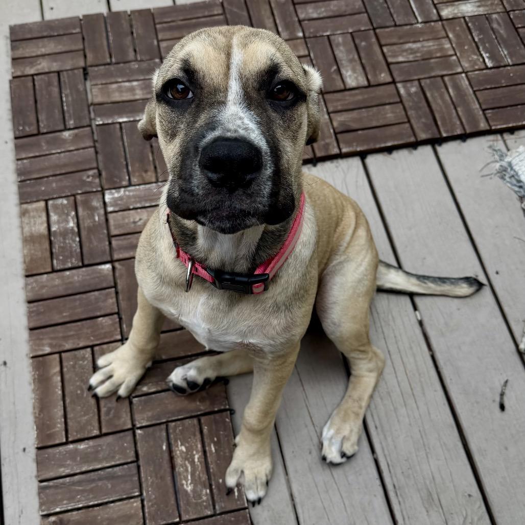 Delilah, Adoptable, Young Female Mastiff & Mixed Breed.