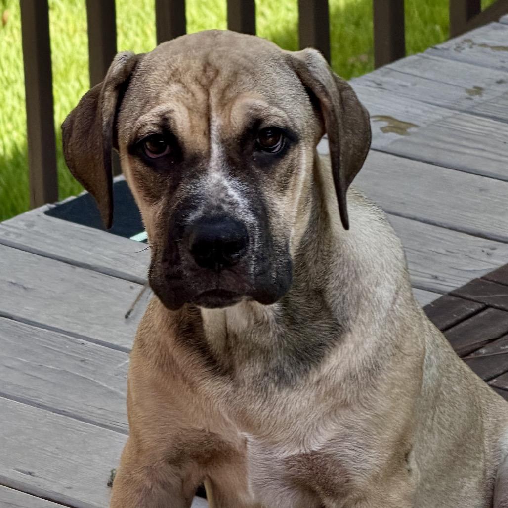 Enlarge Delilah, a Adoptable mixed breed in Opelika, AL image 2/6