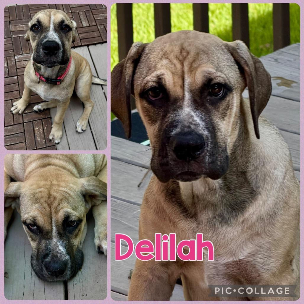 Enlarge Delilah, a Adoptable mixed breed in Opelika, AL image 3/6