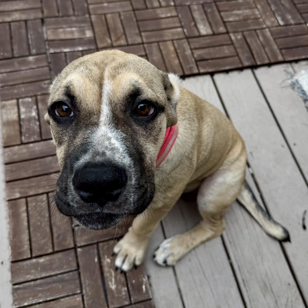 Enlarge Delilah, a Adoptable mixed breed in Opelika, AL image 4/6