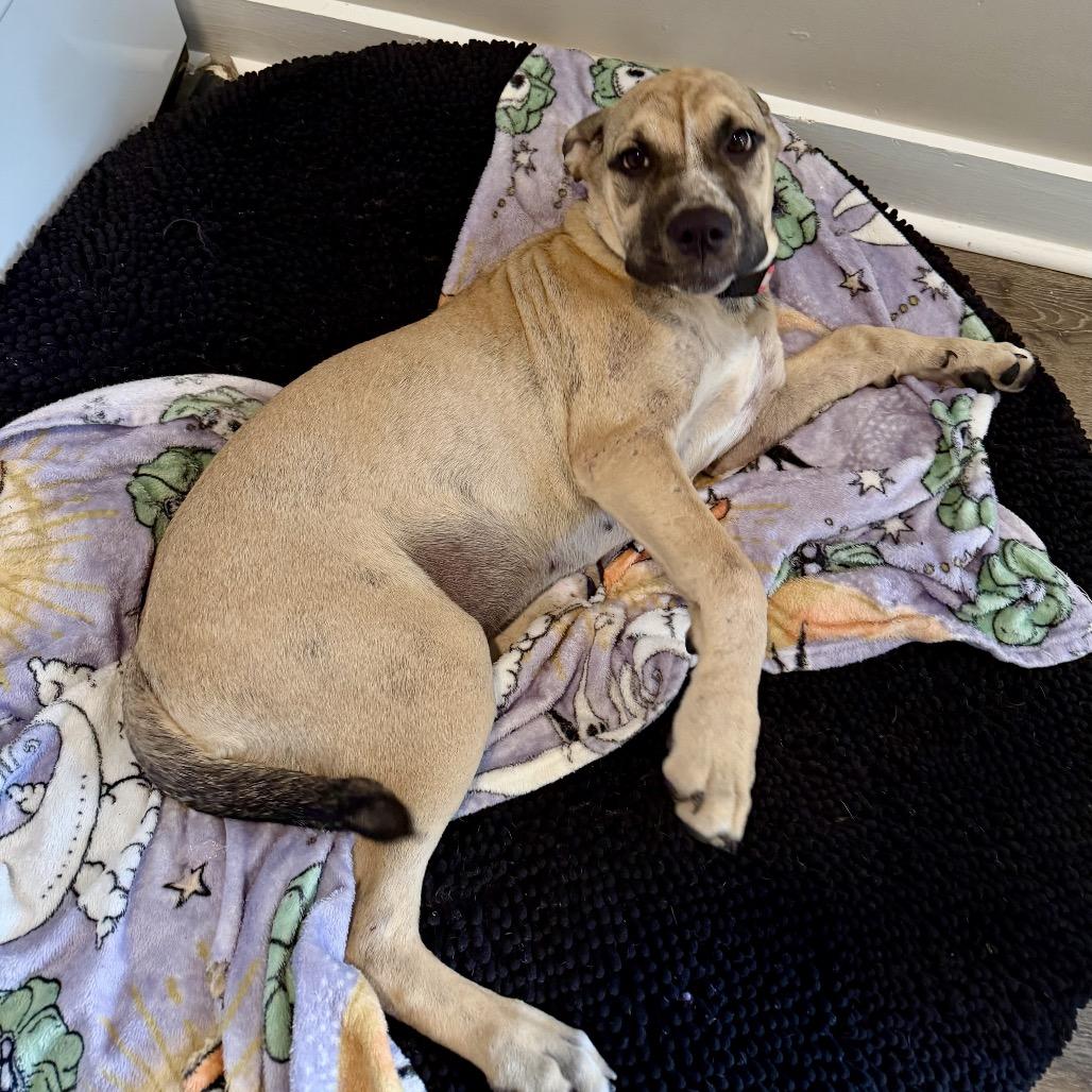 Enlarge Delilah, a Adoptable mixed breed in Opelika, AL image 5/6