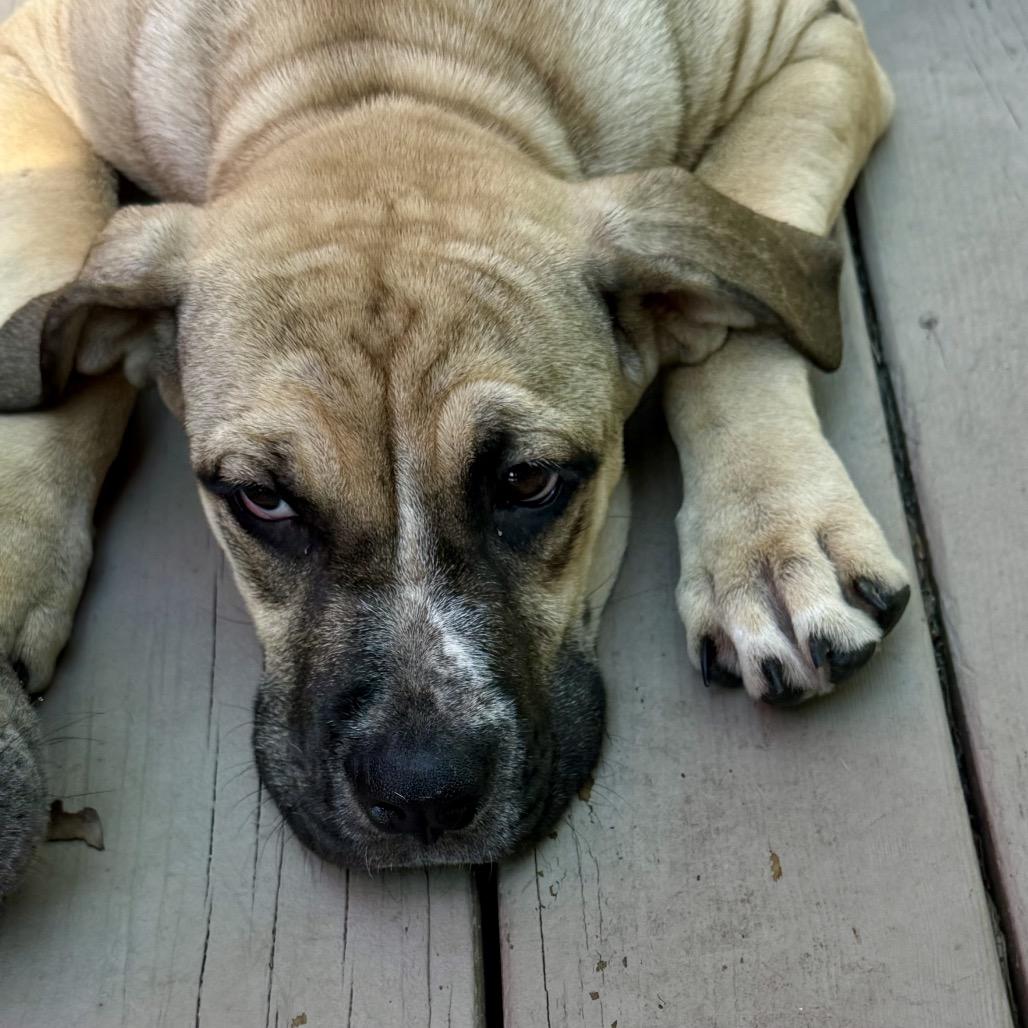 Enlarge Delilah, a Adoptable mixed breed in Opelika, AL image 6/6