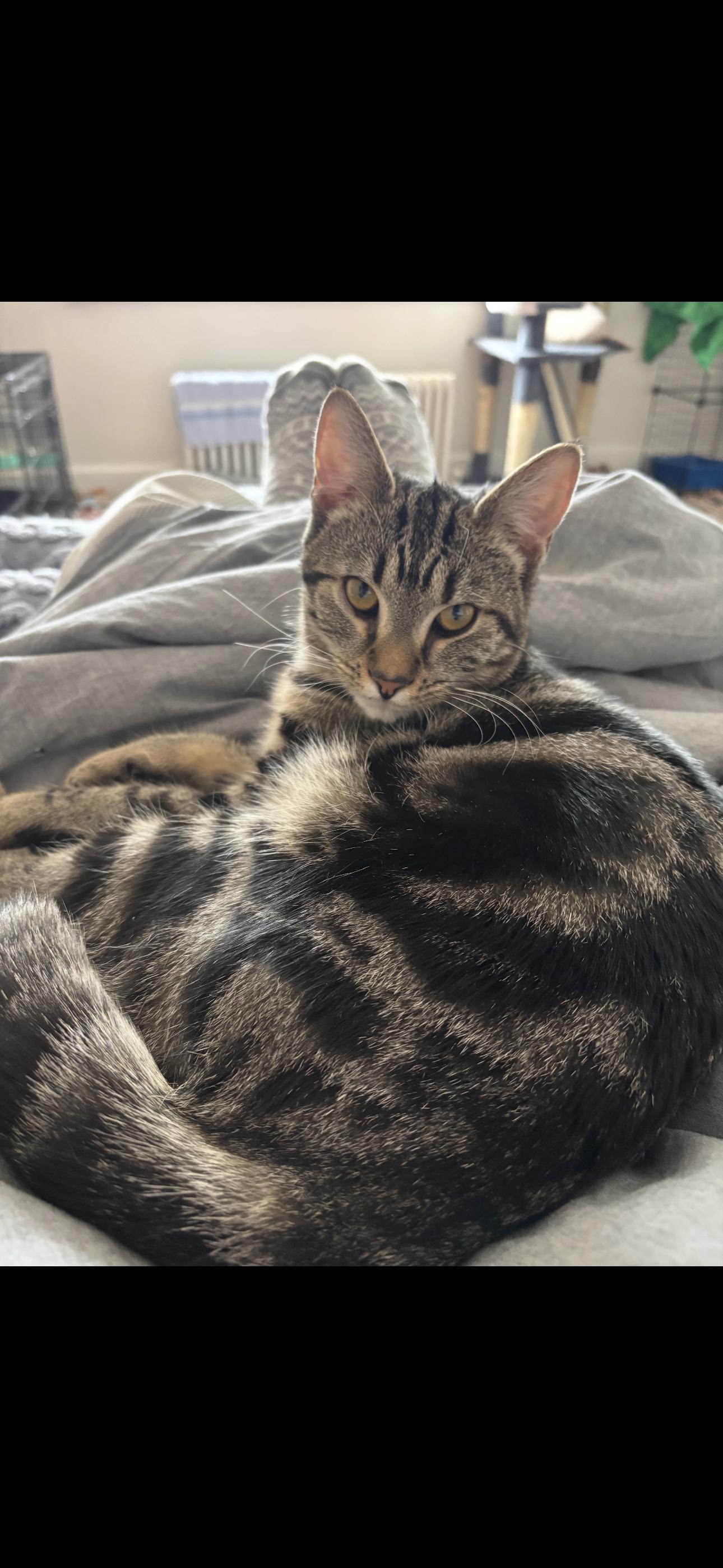 Enlarge Meredith, a ADOPTABLE Domestic Short Hair in Johnstown, PA image 1/1