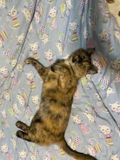 Baboo, Adoptable, Young Female Domestic Short Hair.