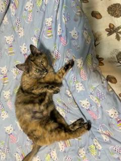 Enlarge Baboo, a Adoptable Domestic Short Hair in Louisville, KY image 2/4