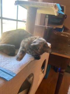 Enlarge Baboo, a Adoptable Domestic Short Hair in Louisville, KY image 3/4