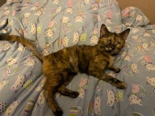 Enlarge Baboo, a Adoptable Domestic Short Hair in Louisville, KY image 4/4