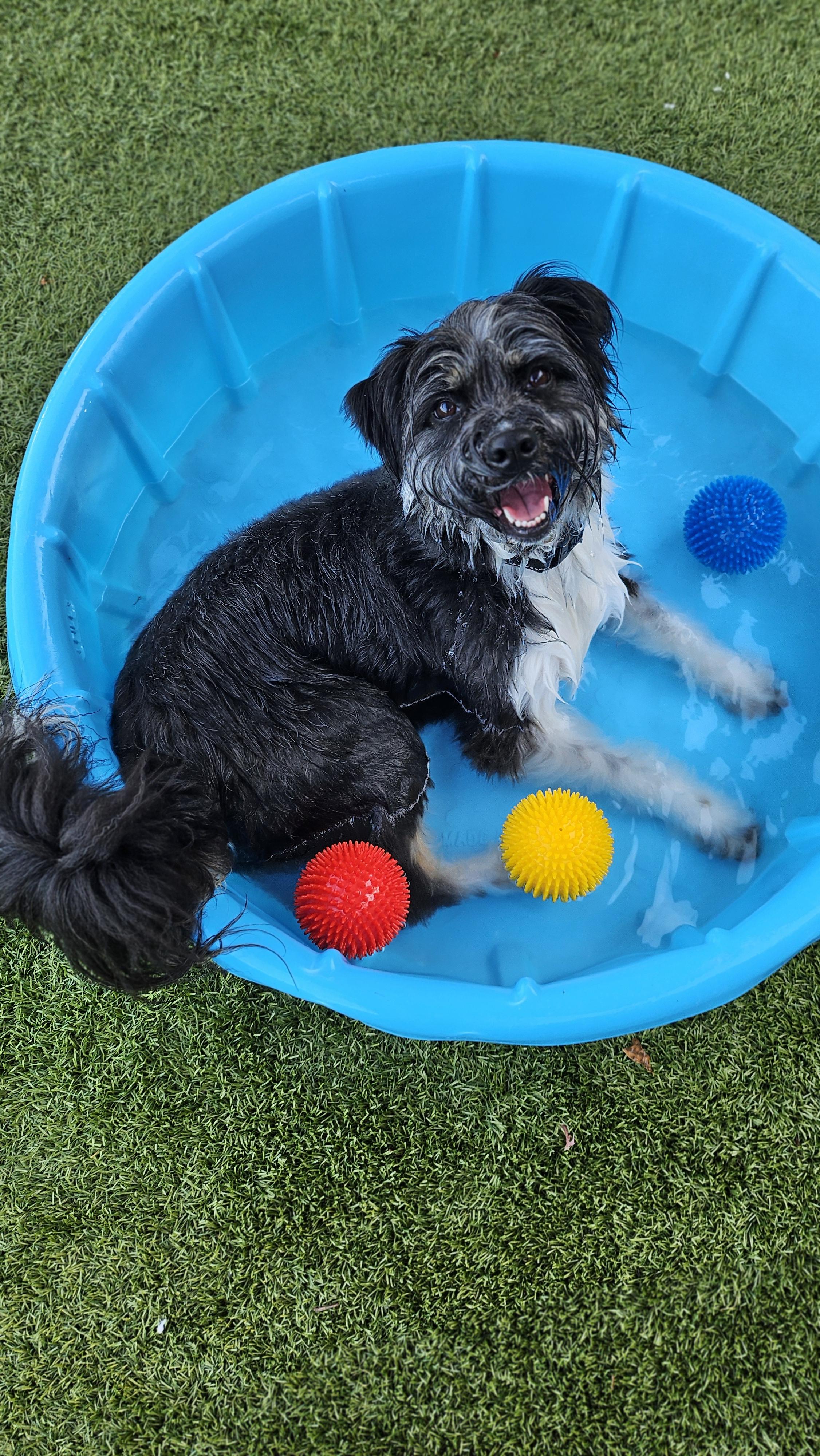 Paisley, an adoptable mixed breed in Smithville, MO image 4/6