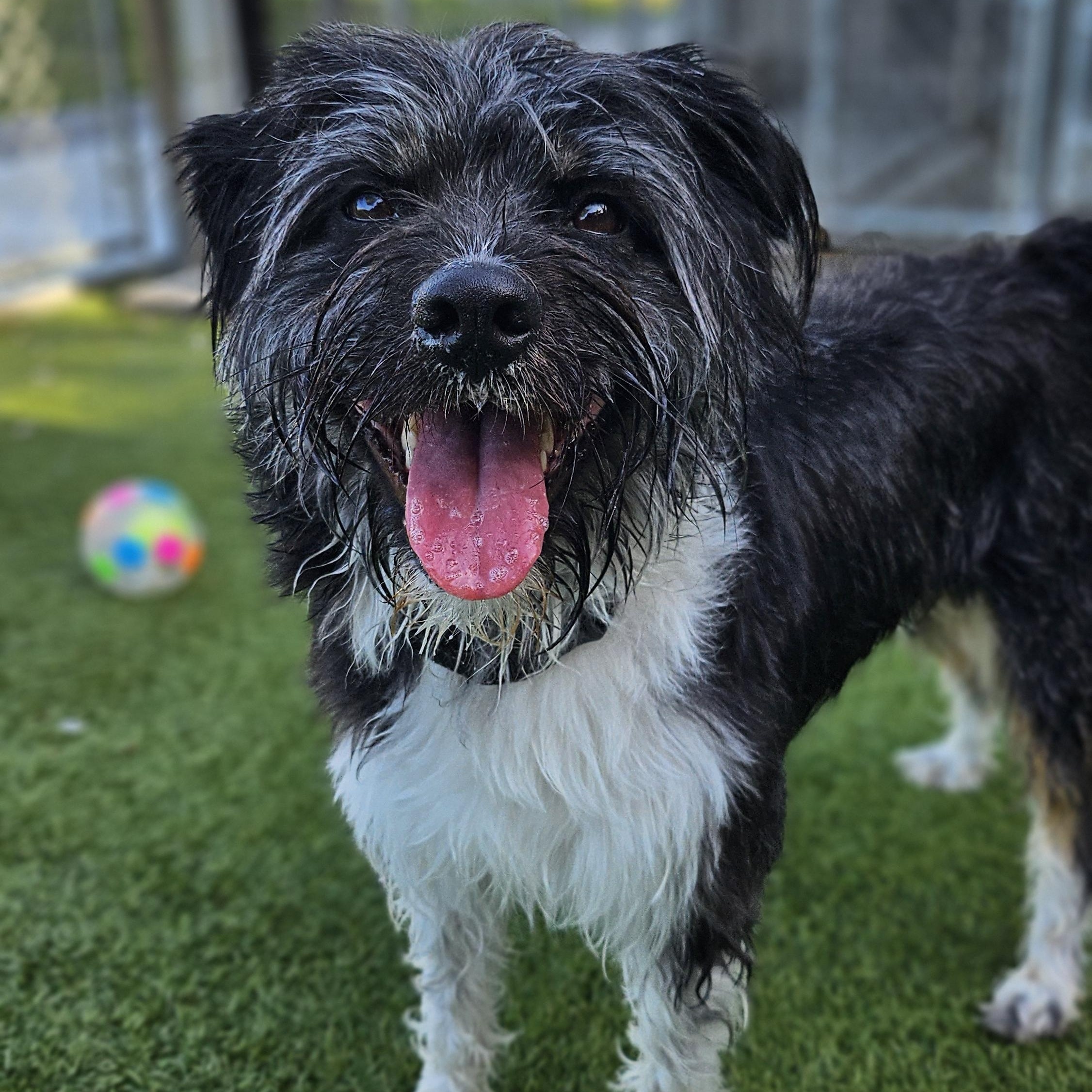 Paisley, an adoptable mixed breed in Smithville, MO image 3/6