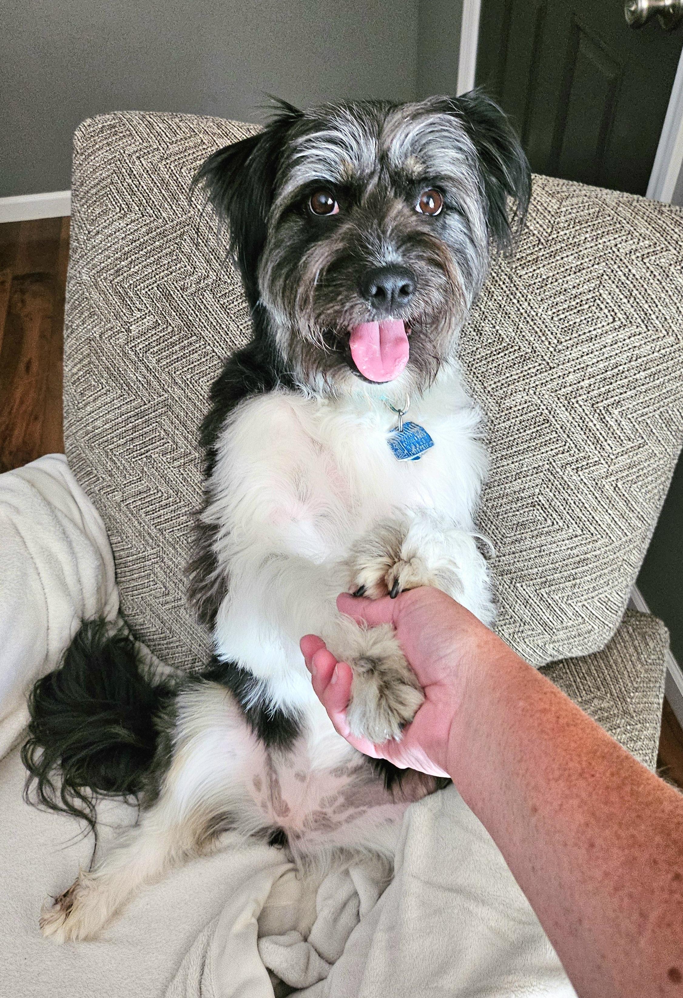 Paisley, adoptable, Adult Female Miniature Schnauzer & Poodle.