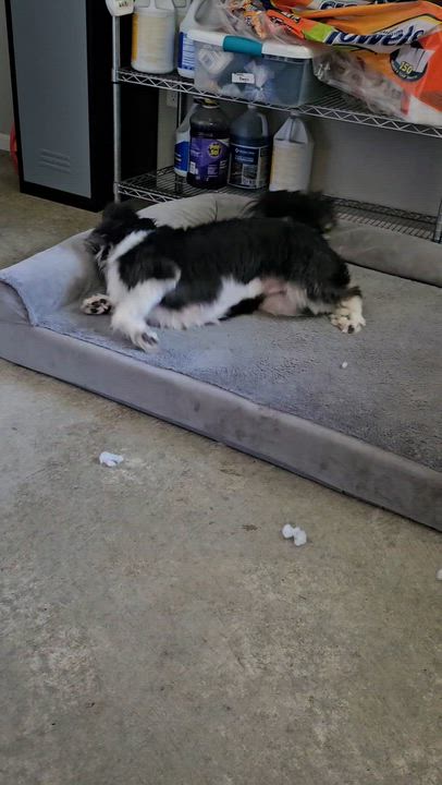 Enlarge Paisley, an adoptable mixed breed in Smithville, MO video 5/6