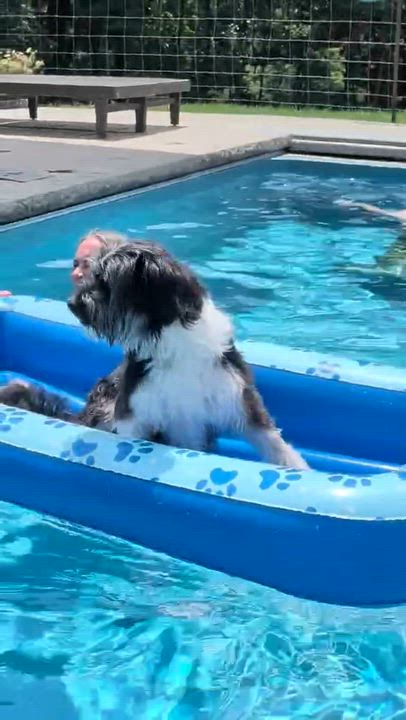 Enlarge Paisley, an adoptable mixed breed in Smithville, MO video 6/6