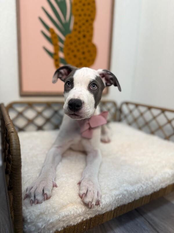 Louise Little Lovebug Wigglebottom