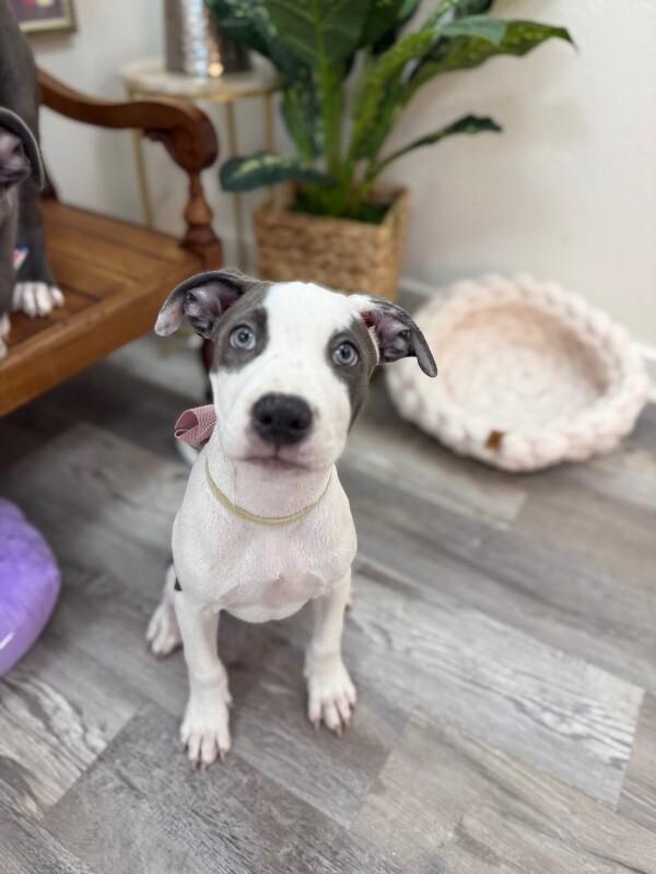 Louise Little Lovebug Wigglebottom — thumbnail 3