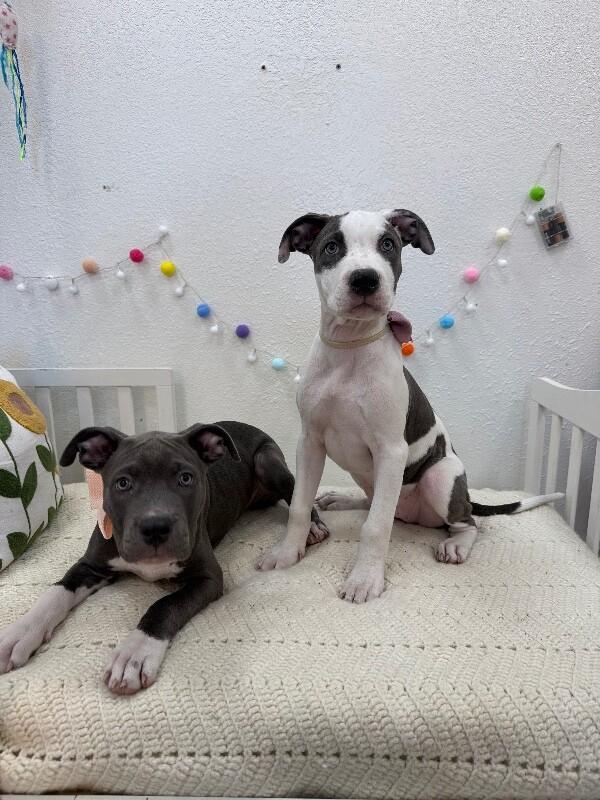 Louise Little Lovebug Wigglebottom — thumbnail 4