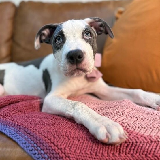 Louise Little Lovebug Wigglebottom — thumbnail 5