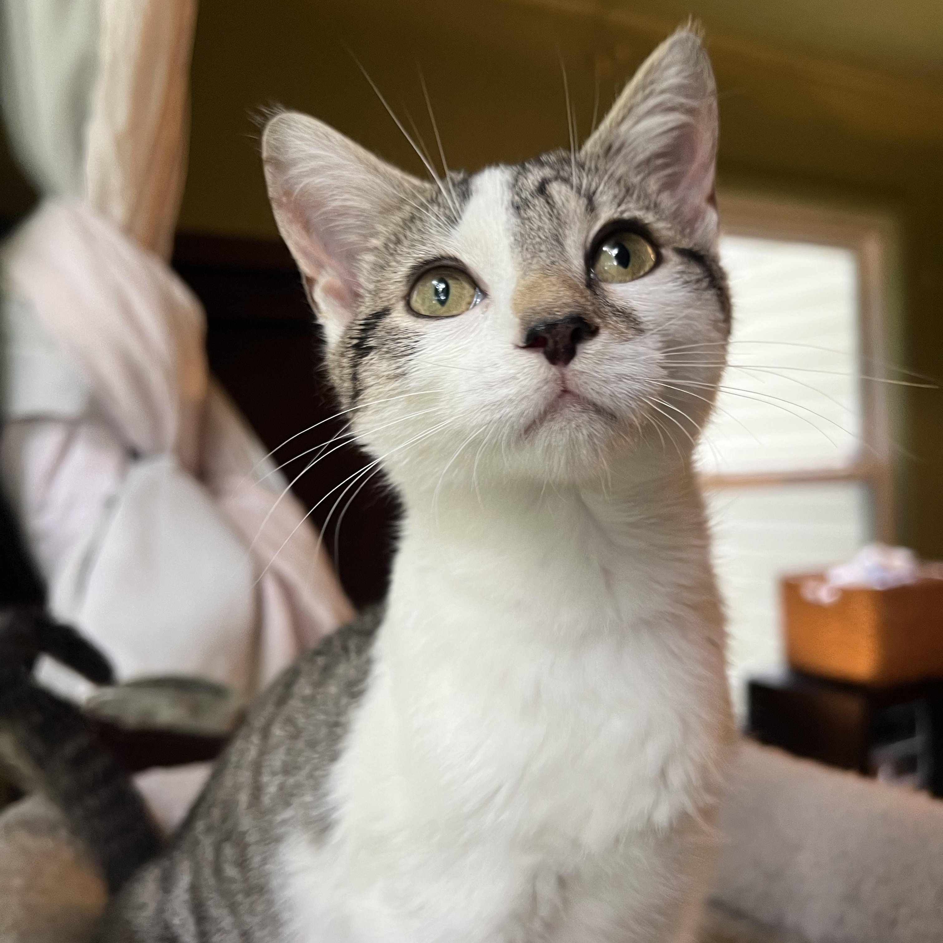 Enlarge Kiwi, a Adoptable Domestic Short Hair in Mount Holly, NC image 5/5