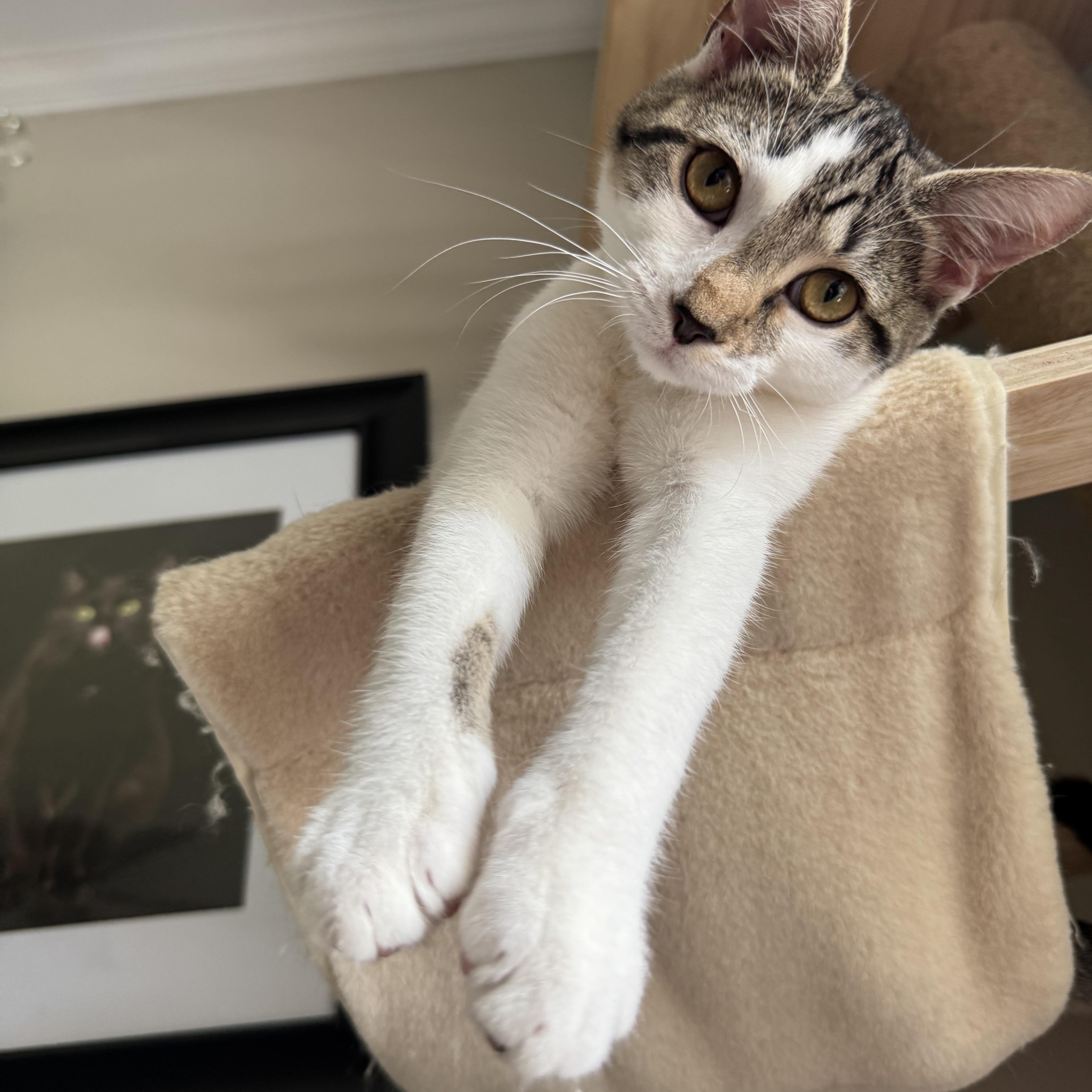 Enlarge Kiwi, a Adoptable Domestic Short Hair in Mount Holly, NC image 1/5