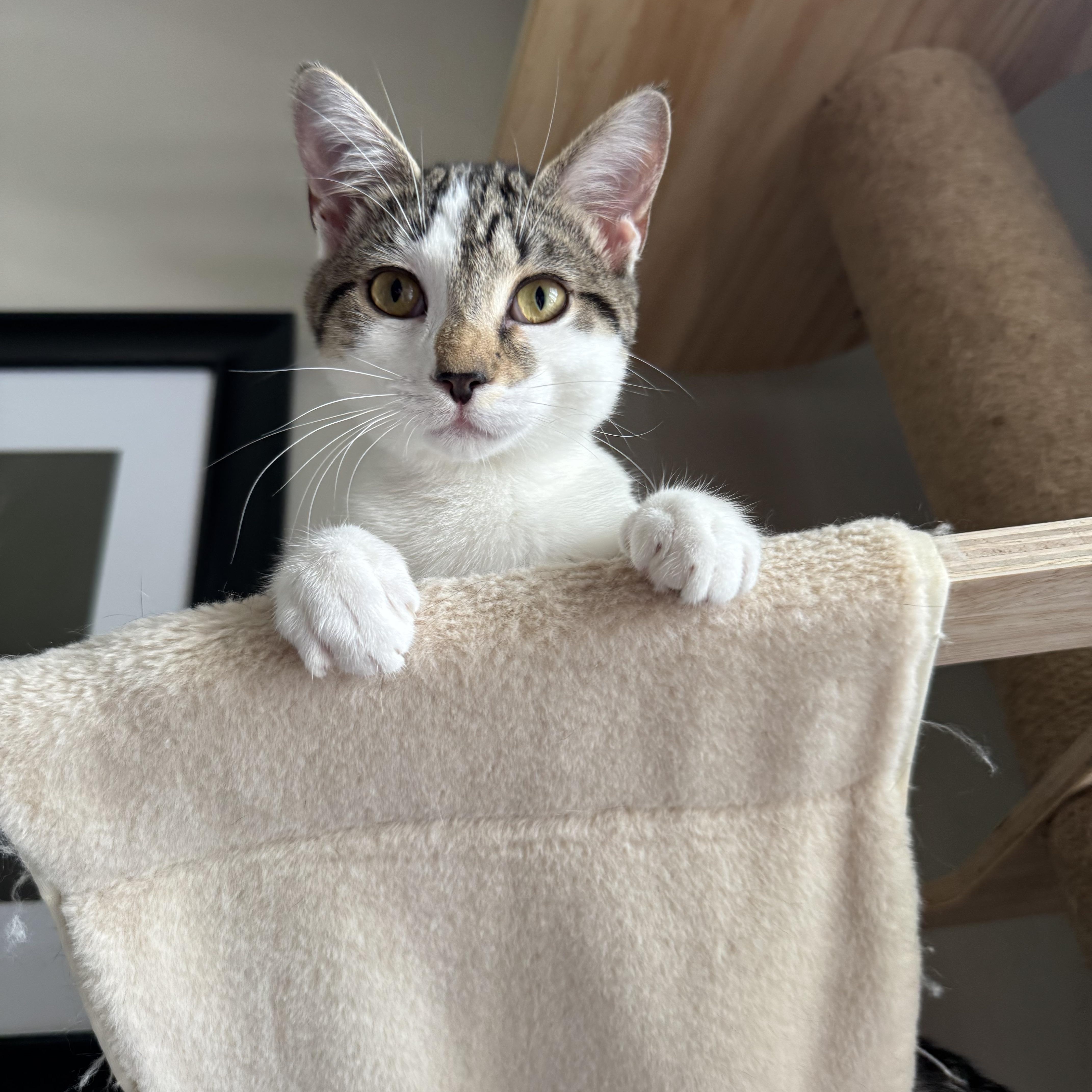 Enlarge Kiwi, a Adoptable Domestic Short Hair in Mount Holly, NC image 2/5