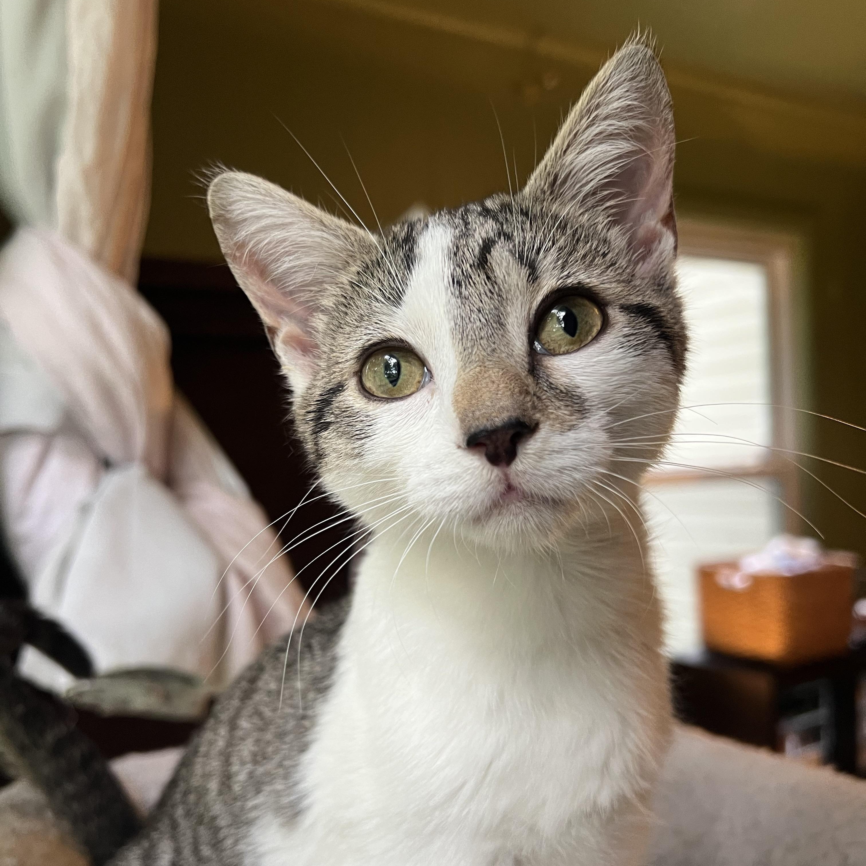 Enlarge Kiwi, a Adoptable Domestic Short Hair in Mount Holly, NC image 4/5