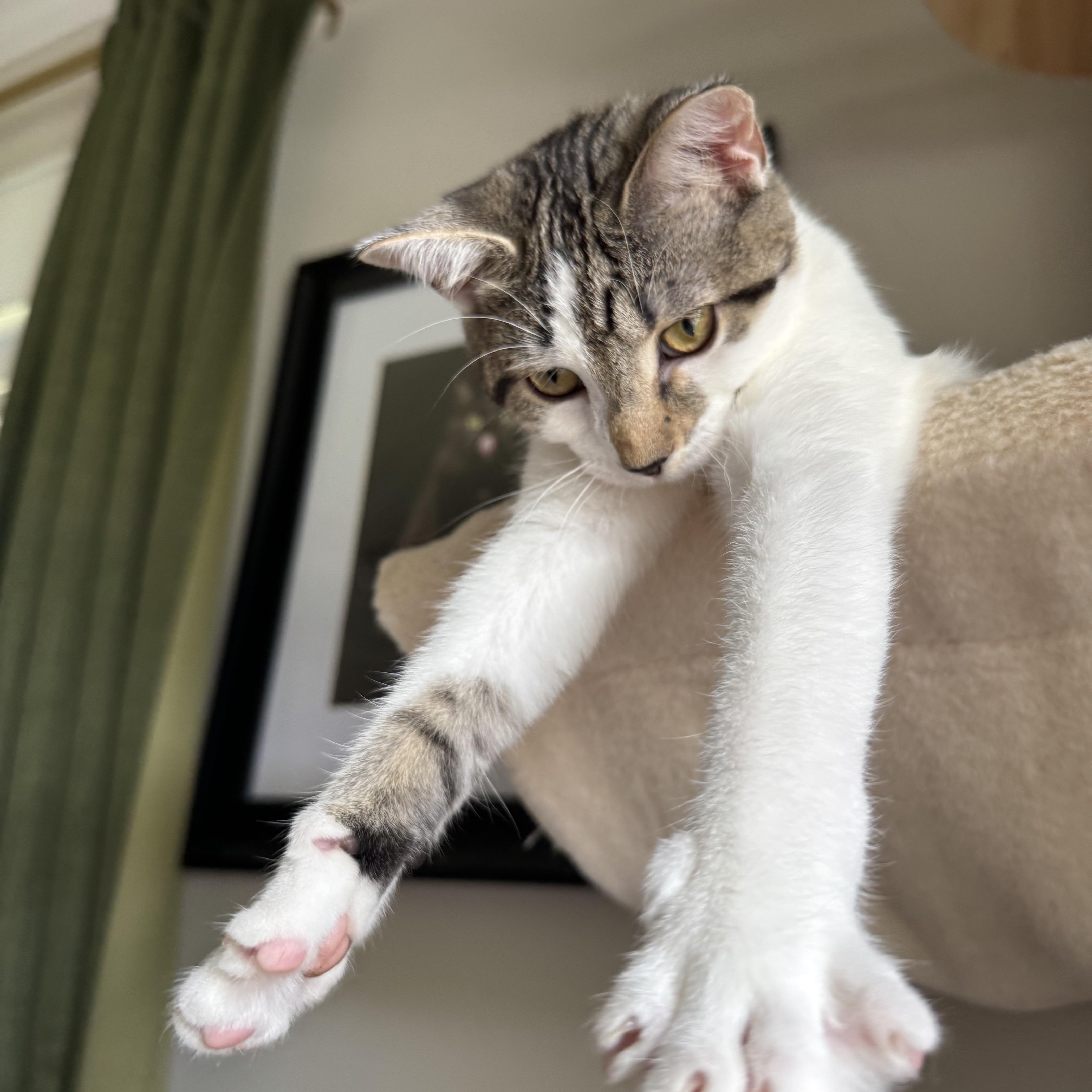 Enlarge Kiwi, a Adoptable Domestic Short Hair in Mount Holly, NC image 3/5