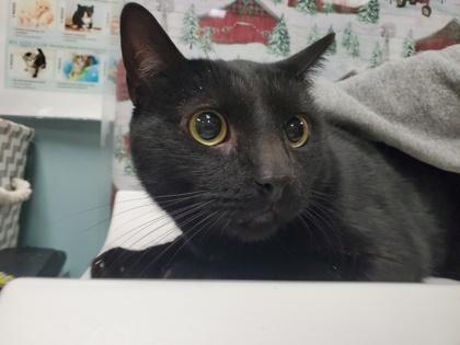 Binx, Adoptable, Adult Male Domestic Short Hair & Domestic Short Hair.
