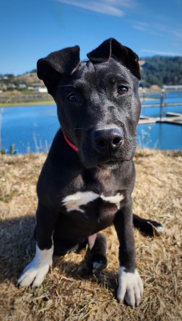 Enlarge Texaco, a Adoptable Pit Bull Terrier in Gold Beach, OR image 1/1