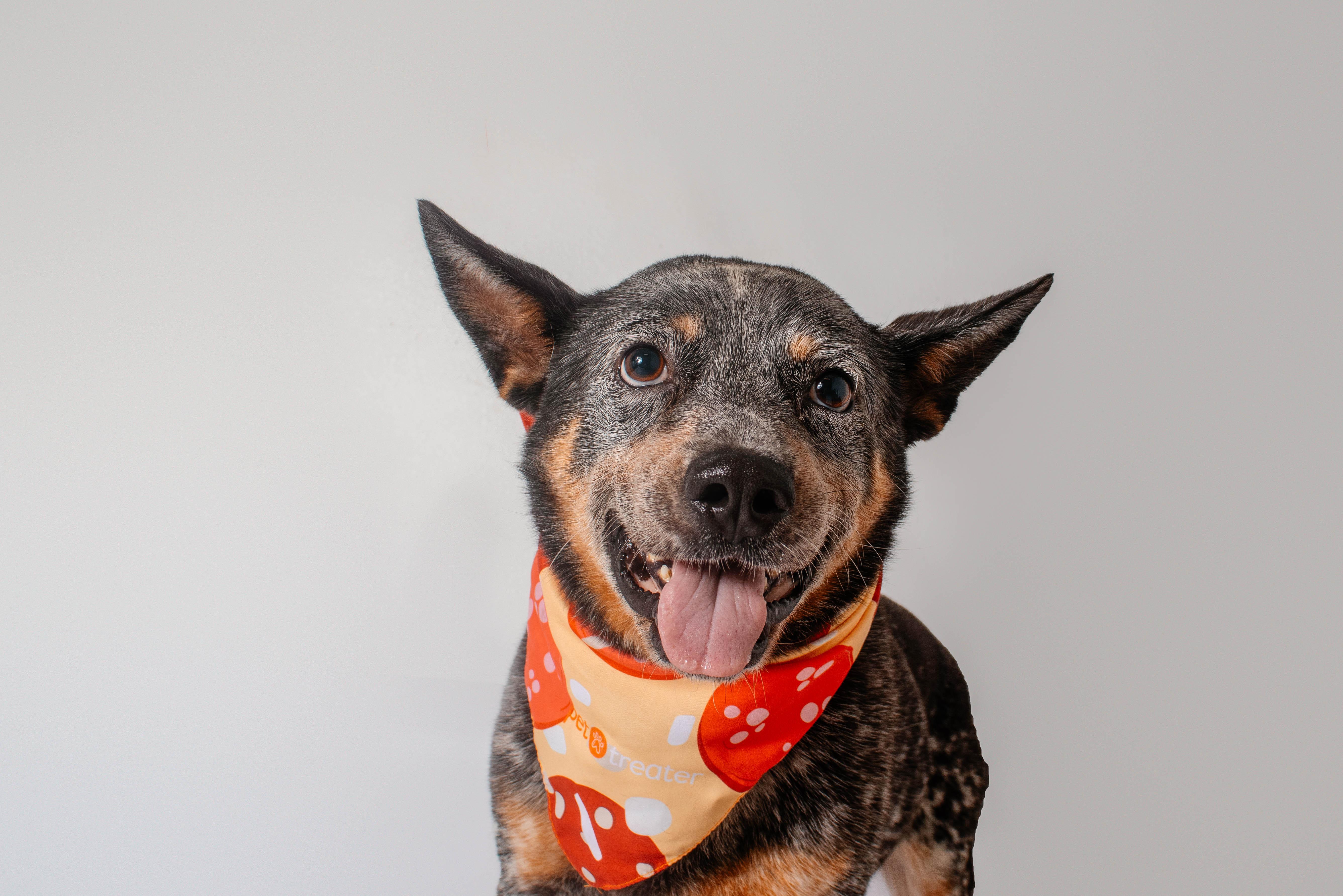 Enlarge Buck, a ADOPTABLE Australian Cattle Dog / Blue Heeler in Plaquemine, LA image 1/1