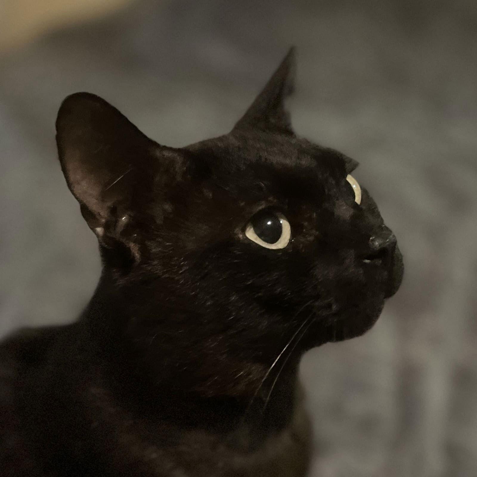 Beau, Adoptable, Adult Male Domestic Short Hair.