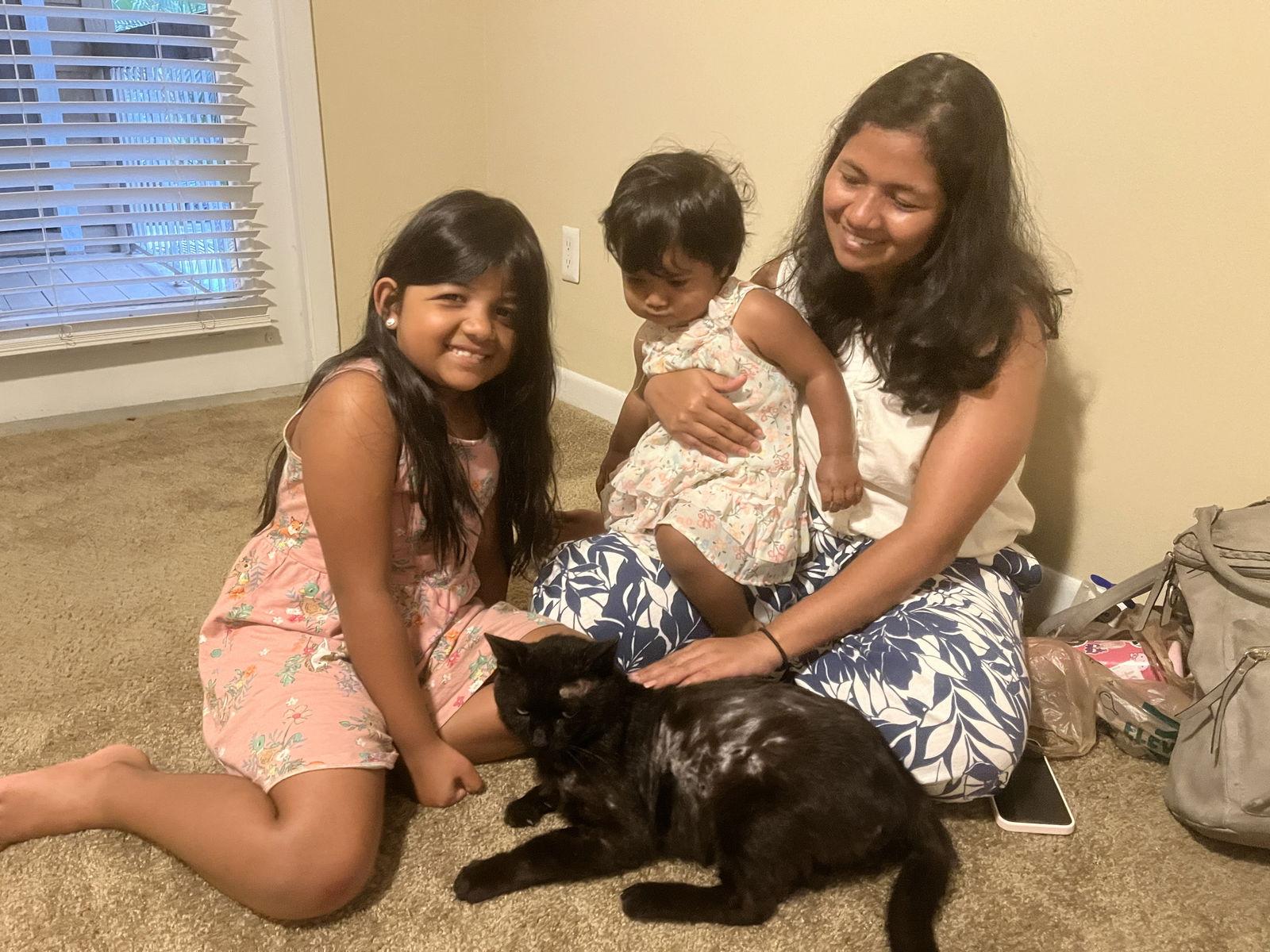 Enlarge Beau, a Adoptable Domestic Short Hair in Tampa, FL image 2/2