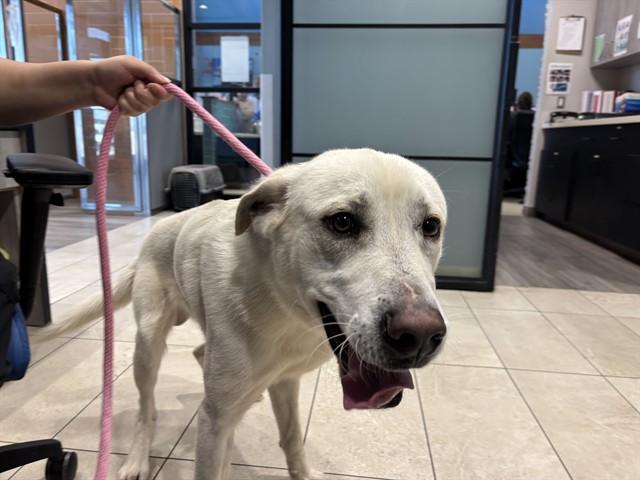 APPA — thumbnail 2