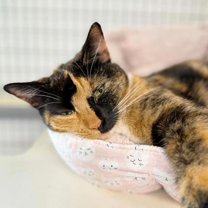 Enlarge Pepper, a Adoptable mixed breed in Dahlonega, GA image 1/3