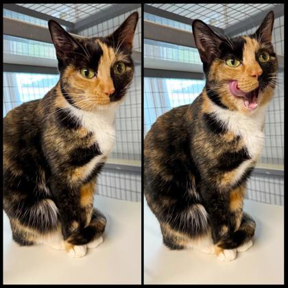 Enlarge Pepper, a Adoptable mixed breed in Dahlonega, GA image 2/3