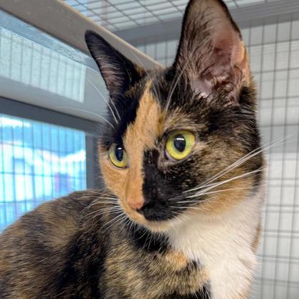 Enlarge Pepper, a Adoptable mixed breed in Dahlonega, GA image 3/3