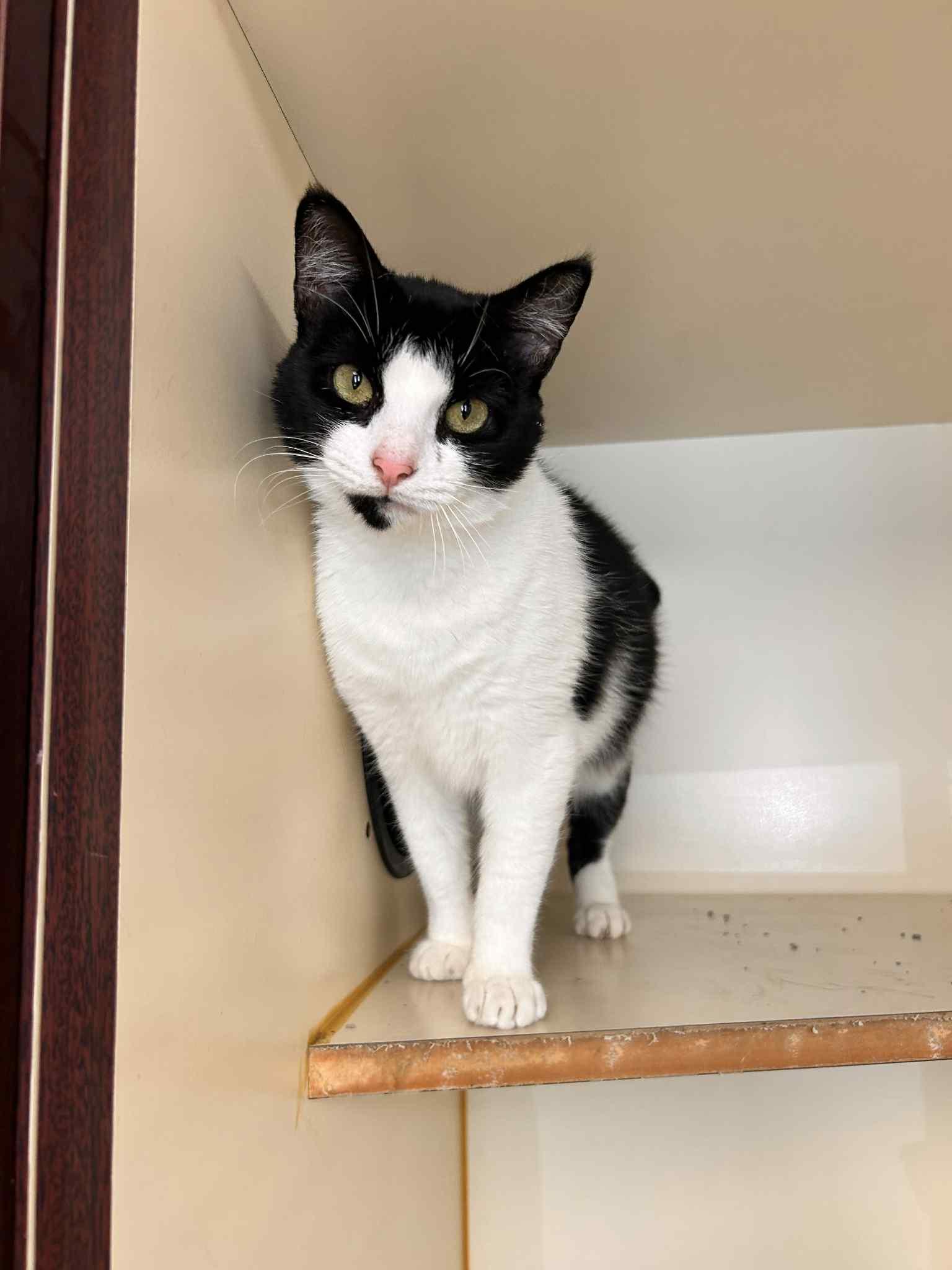 Kiwi, a Adoptable Domestic Short Hair in Myerstown, PA image 2/4