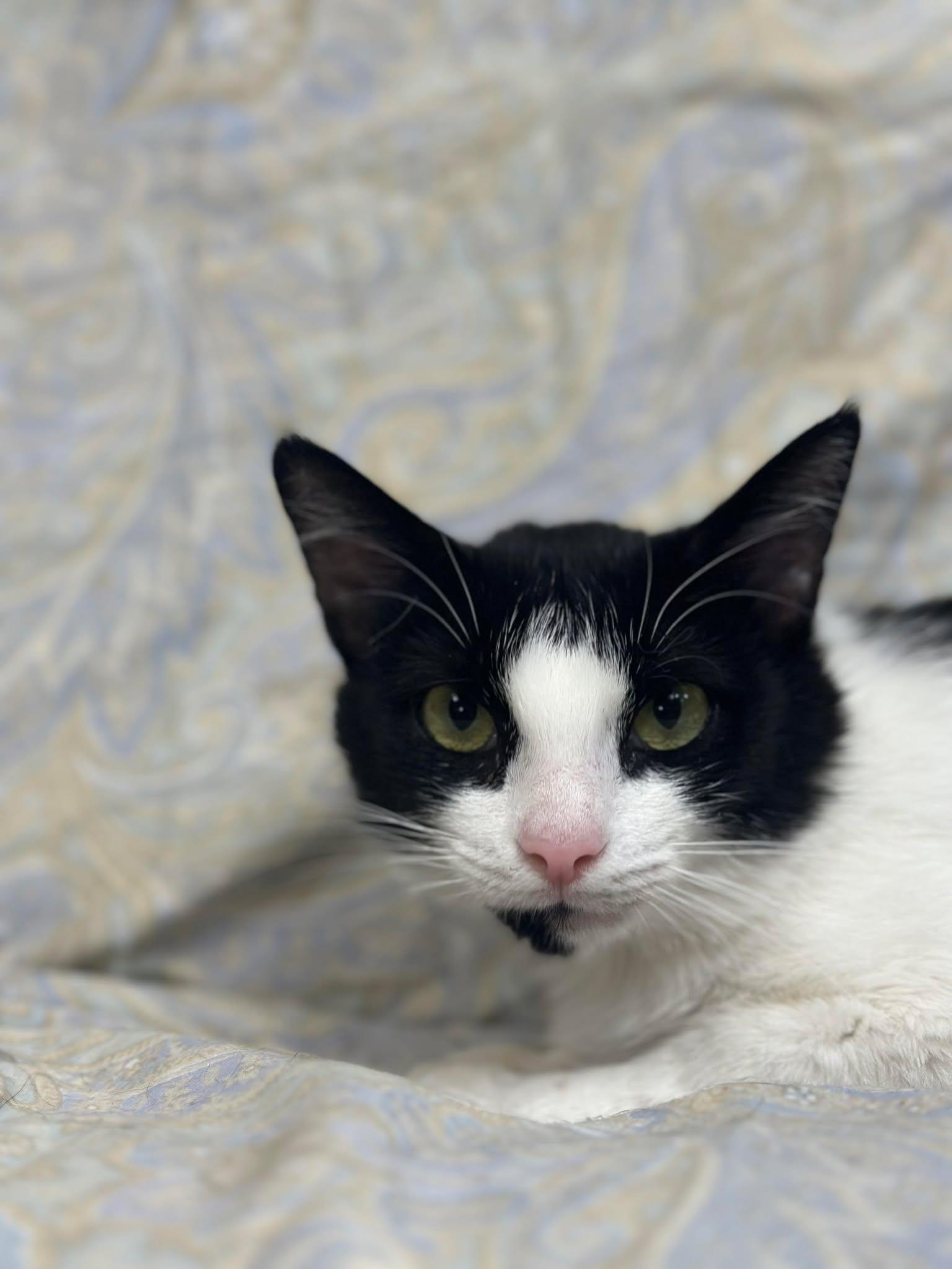 Kiwi, a Adoptable Domestic Short Hair in Myerstown, PA image 3/4